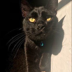 Meet your Posher, Lauta